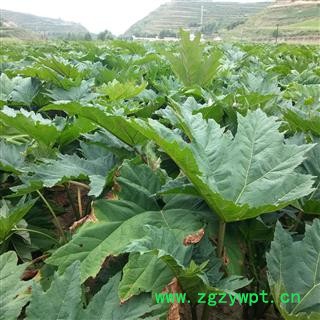 野生土大黄片  精选土大黄切片   无硫、纯天然精选土大黄片图4