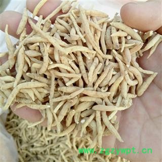 道地珍品  太子参 选货  每件500克  产地 贵州  【隆兴中药材】图2