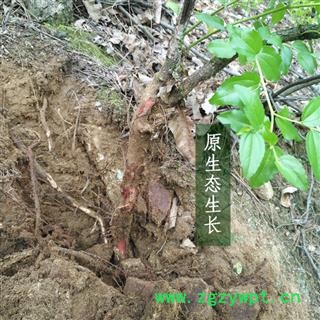 秦树根枣树皮酸枣树岭材枣野野枣老野生根中根枣药根生枣树皮1000g图3