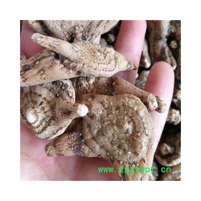 白及 白及产地 云南省临沧市