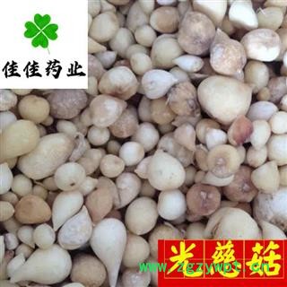 山慈菇 光慈菇好统货 正品 冰球子 供应大货 产地 云南省图2