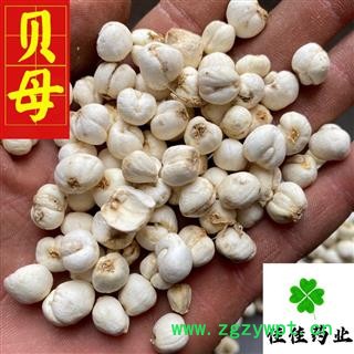 贝母 选装 圆球状 豆贝母 小圆贝母 实物图 促销 降价 产地 吉林省图4