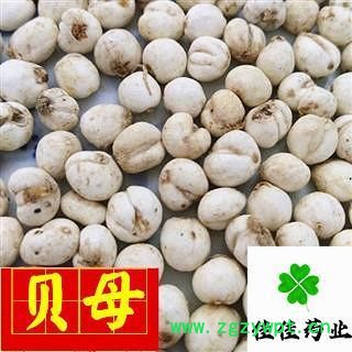 贝母 选装 圆球状 豆贝母 小圆贝母 实物图 促销 降价 产地 吉林省图2