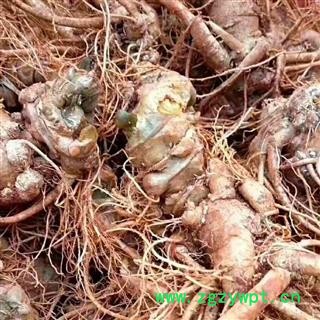 （包邮）特级新鲜三七