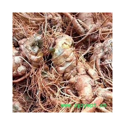 （包邮）特级新鲜三七