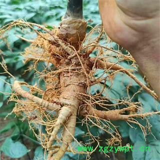 （包邮）特级新鲜三七图4