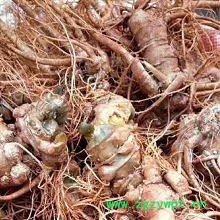 （包邮）特级新鲜三七图3