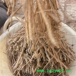 精选一级土柴胡   芦头一公分去细毛精选   质地、加工度、皮色全部精选   甘肃省陇南市宕昌县图2