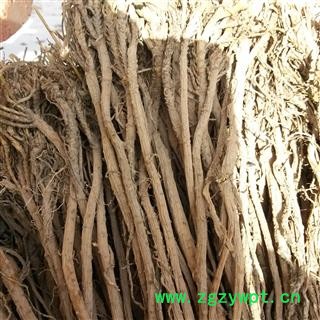 柴胡 精选多年生高品质藏柴胡 产地 甘肃省陇南市宕昌县图3