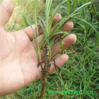 柴胡 精选多年生高品质藏柴胡 产地 甘肃省陇南市宕昌县图2