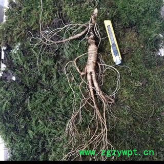 人参 长白山新鲜野山参国家权威鉴定苔藓包装保鲜时间三个月以上产地直 产地 吉林省白山市抚松县图3