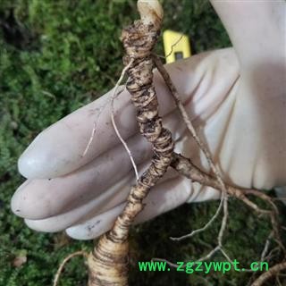 人参 长白山新鲜野山参国家权威鉴定苔藓包装保鲜时间三个月以上产地直 产地 吉林省白山市抚松县图2