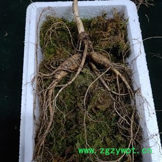 人参 15年新鲜林下山参苔藓包装可保鲜3个月左右现挖现卖产地直供 产地 吉林省白山市抚松县图2