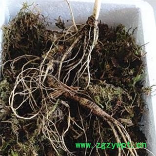 人参 15年新鲜林下山参苔藓包装可保鲜3个月左右现挖现卖产地直供 产地 吉林省白山市抚松县图3