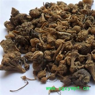 珠子参 选 产地 云南省丽江市华坪县 库图3