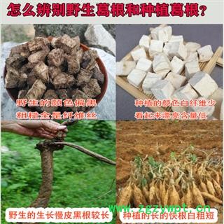 秦岭野生葛根500gg 纯野生葛丁解酒茶深山葛根醒酒茶葛根无硫无添加图3