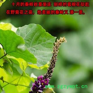 秦岭野生葛根500gg 纯野生葛丁解酒茶深山葛根醒酒茶葛根无硫无添加图4