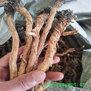 秦岭野生优质黄芩根条黄芩个子山民采摘自刨 日晒风干无硫 1000g图2