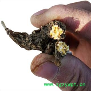 秦岭野生苍术南苍术中药材苍术粉熏烟生茅苍术苍术片特级无硫500g图4