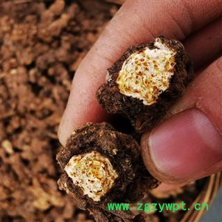 秦岭野生苍术500g整棵南苍术块苍术 野生茅苍术 中药材苍术粉熏烟图2