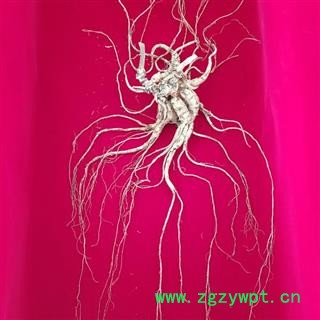 人参 百年野山参干参重50克精美礼盒国家权威鉴定产地直供 产地 吉林省白山市抚松县图3