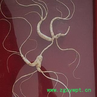 人参 长白山40年林下山参精美礼盒国家权威鉴定产地直供 产地 吉林省白山市抚松县图3