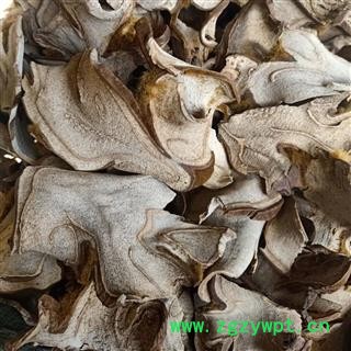 狗脊 金毛狗脊 大片 产地 广西壮族自治区 小影中药材店铺图2