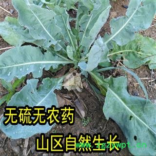 秦岭山地板蓝根中药材板蓝根板蓝根片清热下火板兰根精选无硫1000g图3