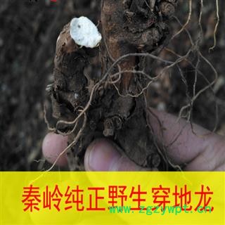 秦岭纯野生穿地龙 中药材穿地龙 穿山龙 地龙骨泡酒 串地龙500g图4