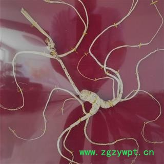 人参 长白山野山参国家权威鉴定，精美礼盒，产地直供 产地 吉林省白山市抚松县图2