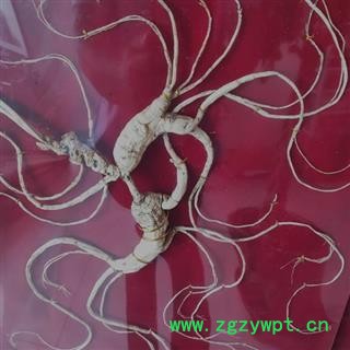 人参 长白山野山参国家权威鉴定，精美礼盒，产地直供 产地 吉林省白山市抚松县图3