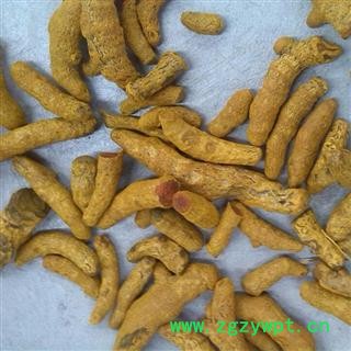 姜黄 统 产地 四川省广元市旺苍县图3