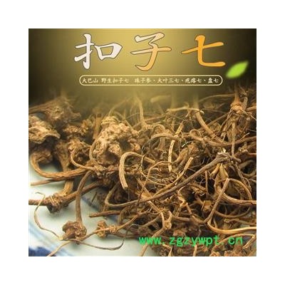 大巴山野生扣子七 珠子参  产地重庆市巫山县