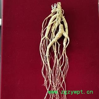 人参 长白山百年野山参干参重40克体型完美精美礼盒国家权威鉴定产地 产地 吉林省白山市抚松县图2