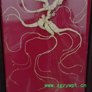 人参 百年野山参干参重50克精美包装国建权威鉴定 产地 吉林省白山市抚松县图3