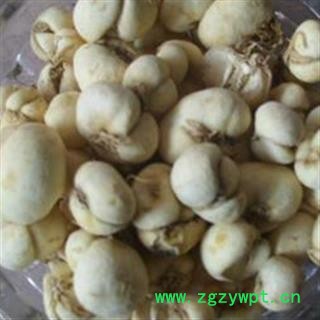 浙贝母 浙贝母  大选 1.8以上  纯干货 15天无 产地 浙江省图2