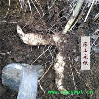 秦岭山区纯正野生黄精中药材黄精1000g精选无硫鸡头黄精天然野生图4