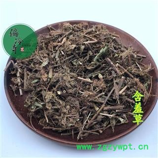 含羞草 怕丑草 喝呼草 感应草 统 产地 广西壮族自治区 库存图3