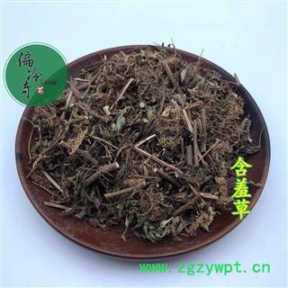 含羞草 怕丑草 喝呼草 感应草 统 产地 广西壮族自治区 库存图2