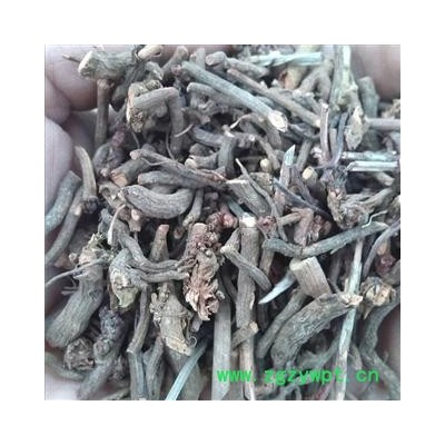 茜草 选 产地 山西省临汾市襄汾县