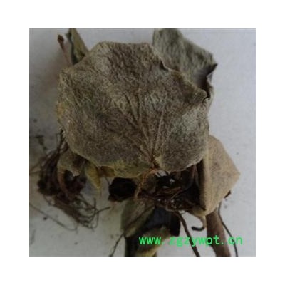 虎耳草 统 产地 广西壮族自治区 库存