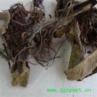 虎耳草 统 产地 广西壮族自治区 库存图3