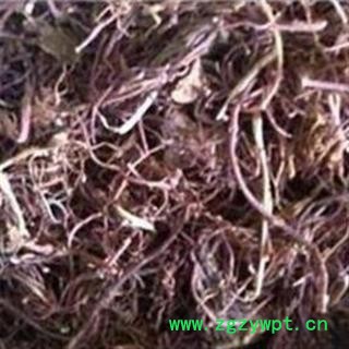 紫菀 水洗 好统 产地 安徽省马鞍山市雨山区图2