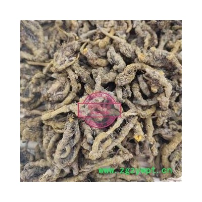 黄连 黄连单枝统货 产地 四川省