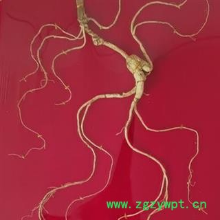 人参 长白山30年林下山参精美礼盒产地直供国家权威鉴定 产地 吉林省白山市抚松县图2