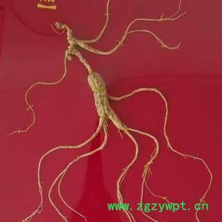 人参 长白山30年林下山参精美礼盒产地直供国家权威鉴定 产地 吉林省白山市抚松县图3