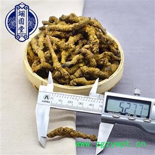 黄连 黄莲 川黄连 精选图3