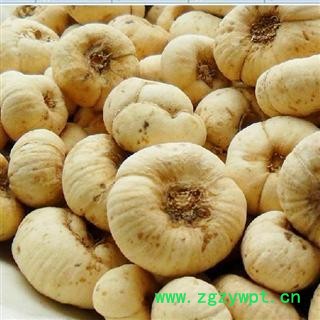 《满198包邮》浙贝母 大选 1.8以上  纯干货 15天无条件退货 产地 浙江省图3