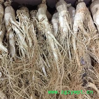 原皮参 人参 生晒参45支 产地 吉林省 双鹏药材行 可提供打粉图2