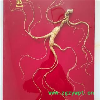 人参 长白山15年林下山参精美礼盒产地直供 产地 吉林省白山市抚松县图2